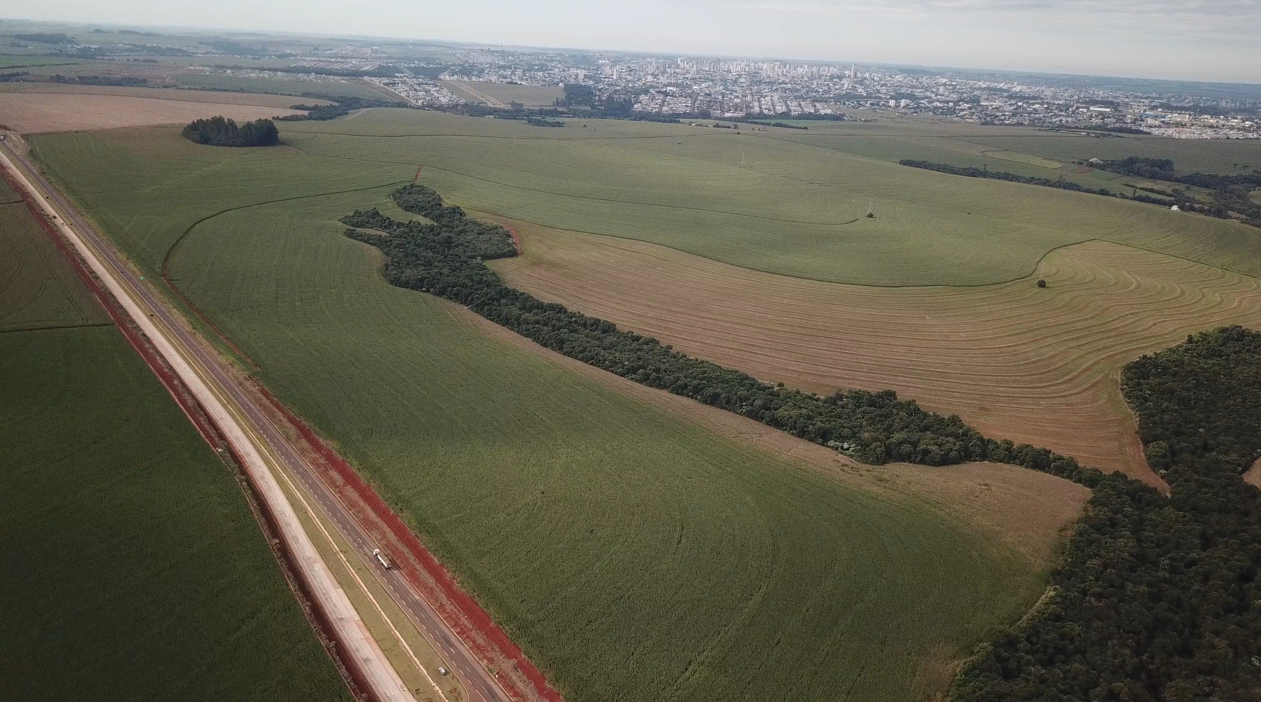 Arborização no entorno da Avenida das Torres valoriza a região